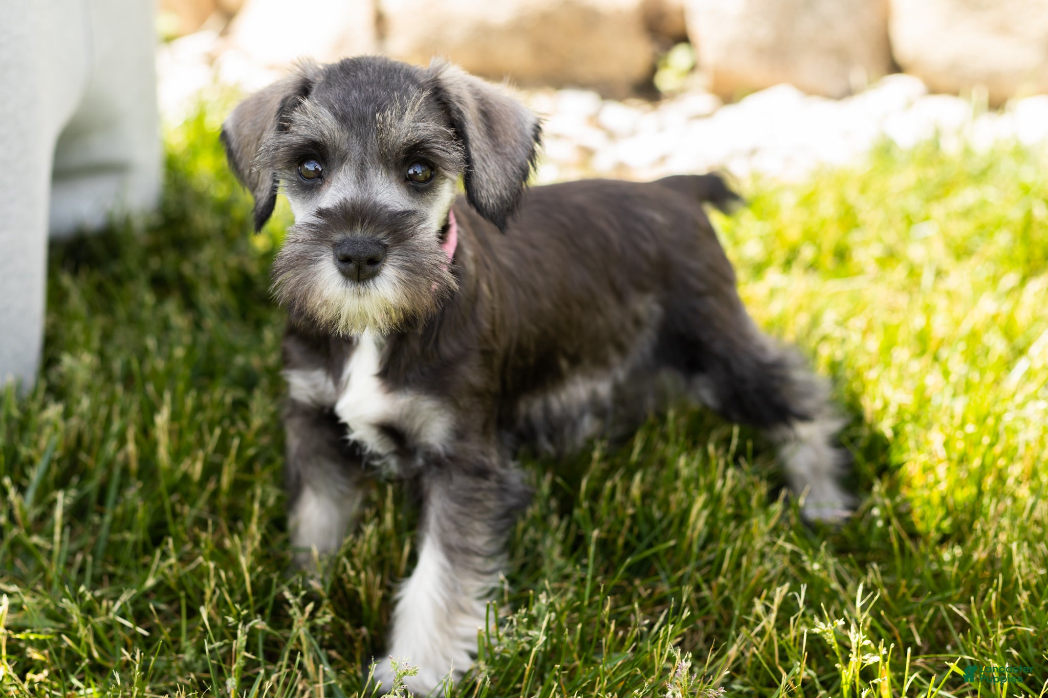 Miniature Schnauzer dogs Susie - Ad 30