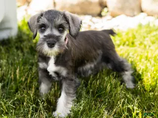Miniature Schnauzer dogs Susie - Ad 41