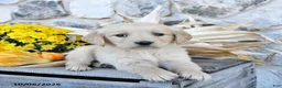 Golden Retriever dogs for sale: Daisy - Ad 3