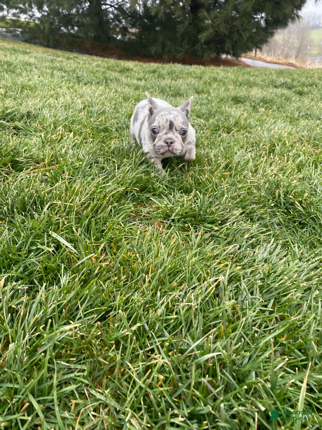 French Bulldog dogs for sale: Sammy - Ad 10