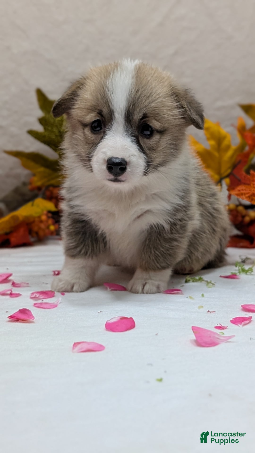 Welsh Corgi Pembroke dogs for sale: Sophie - Ad 7