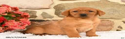 Labrador Retriever dogs for sale: Faline - Ad 1
