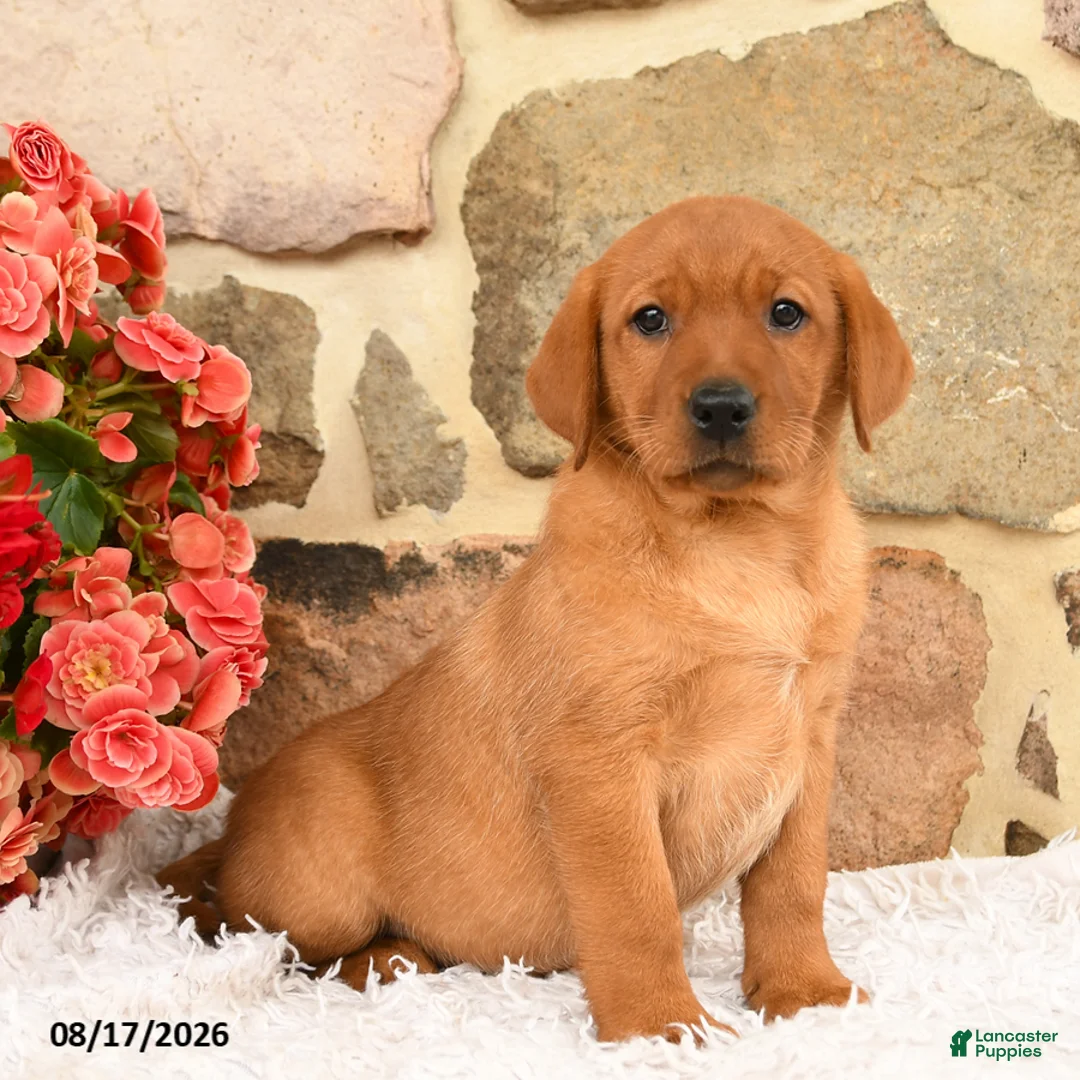 Labrador Retriever dogs for sale: Faline - Ad 1