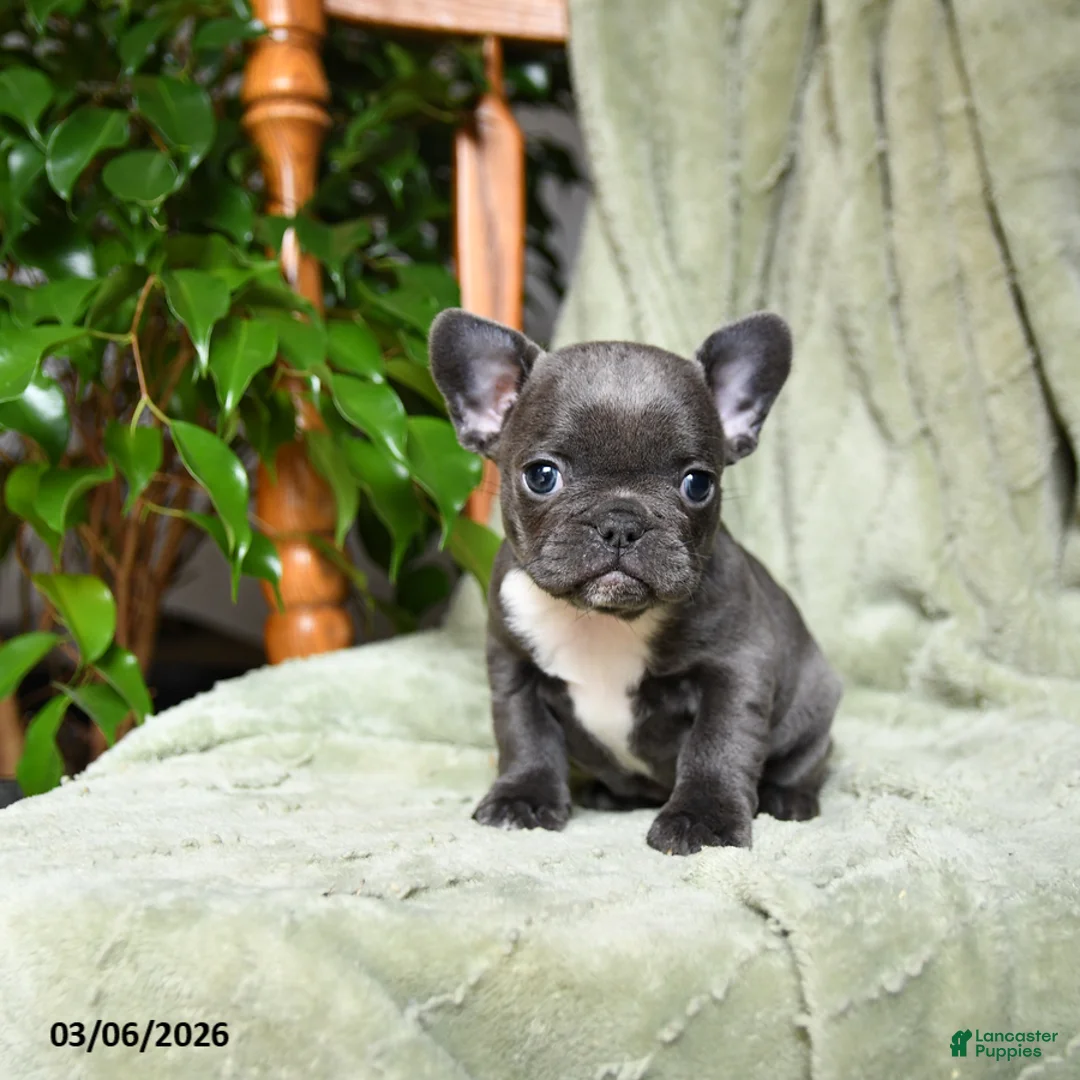 French Bulldog dogs for sale: Abby - Ad 2