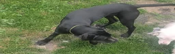 Mixed Breed dogs for sale: Mixed Breed Puppy 1 - Ad 5