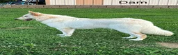 German Shepherd dogs for sale: Lacy  - Ad 5
