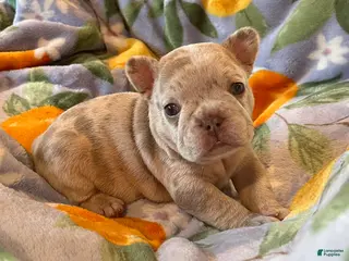 French Bulldog dogs French Bulldog Puppy 6 - Ad 8