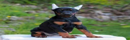 Doberman Pinscher dogs for sale: Amber  - Ad 2