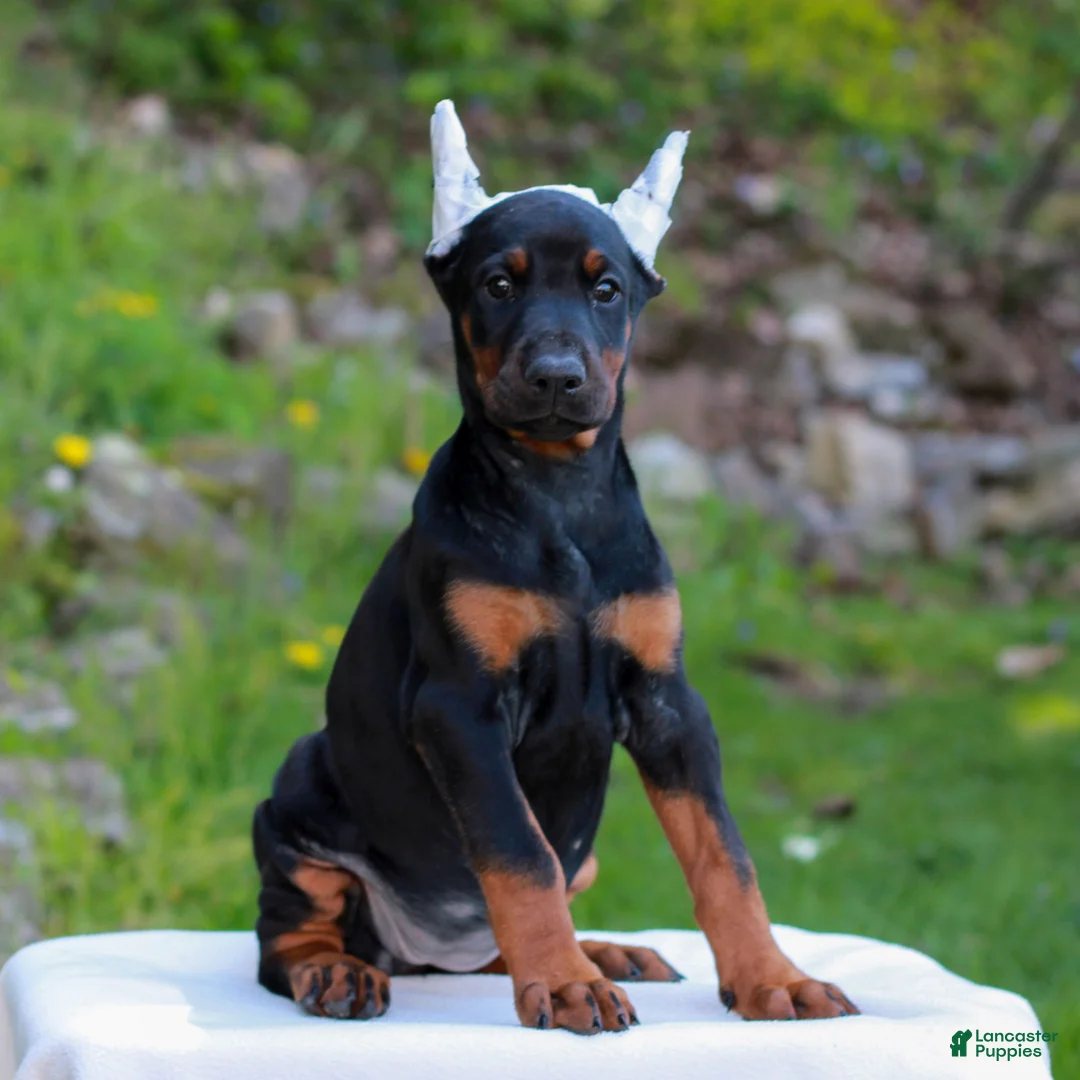 Doberman Pinscher dogs for sale: Amber  - Ad 2