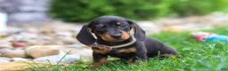Miniature Dachshund dogs for sale: Bryce - Ad 2