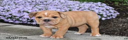 English Bulldog dogs for sale: Daphne - Ad 4