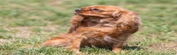 Cavalier King Charles Spaniel dogs for sale: Chestnut - Ad 7