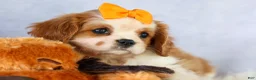 Cavalier King Charles Spaniel dogs for sale:  Nova🎀 - Ad 19