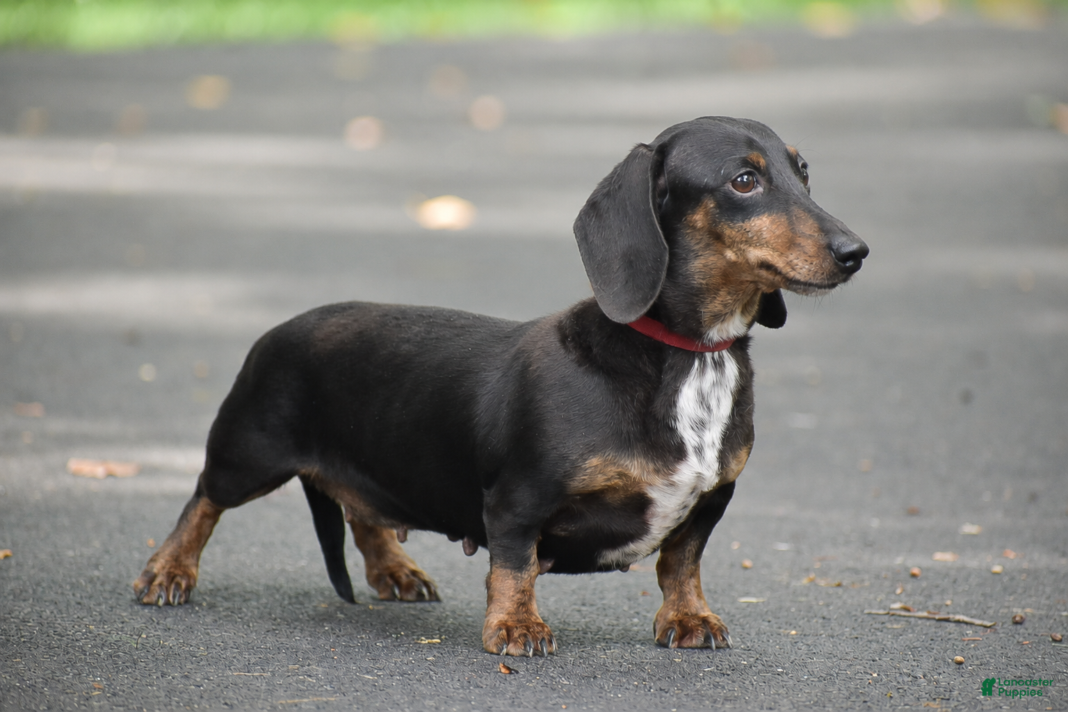 Miniature Dachshund dogs Belle - Ad 2