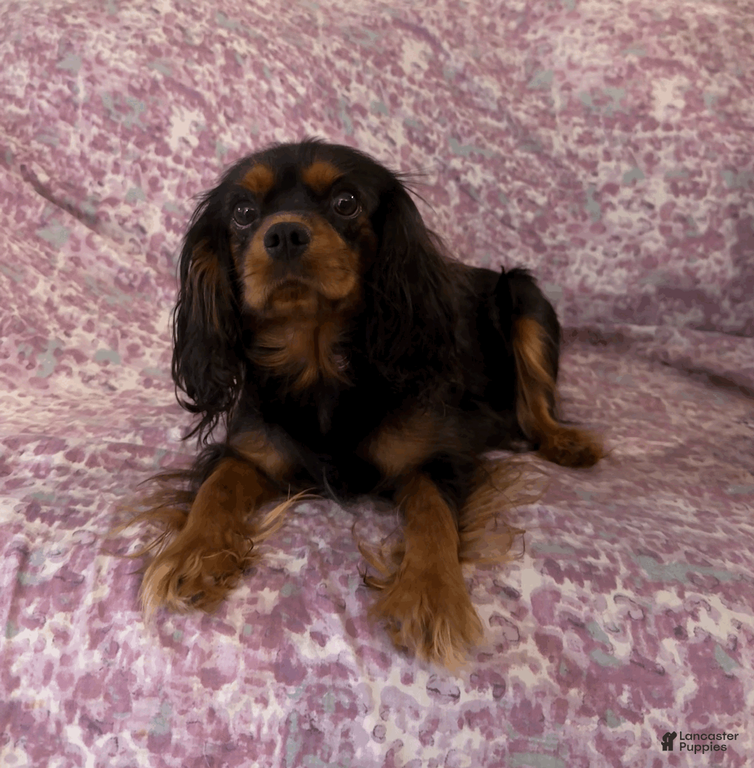 Cavalier King Charles Spaniel dogs for sale: Wasabi - Ad 4