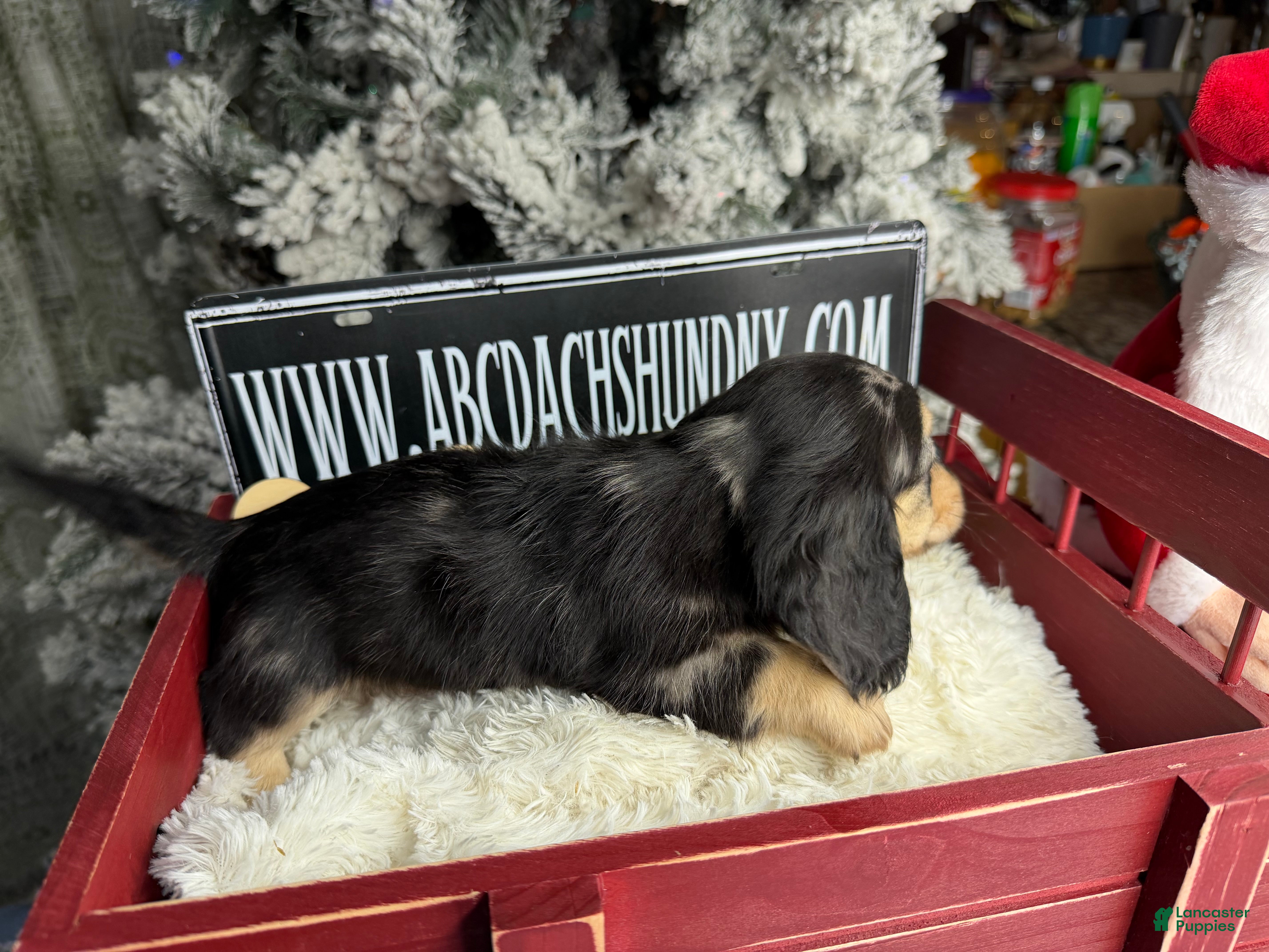 Miniature Dachshund dogs Black and cream dapple - South african - Ad 16