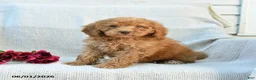 Mini Goldendoodle dogs for sale: Melody - Ad 8