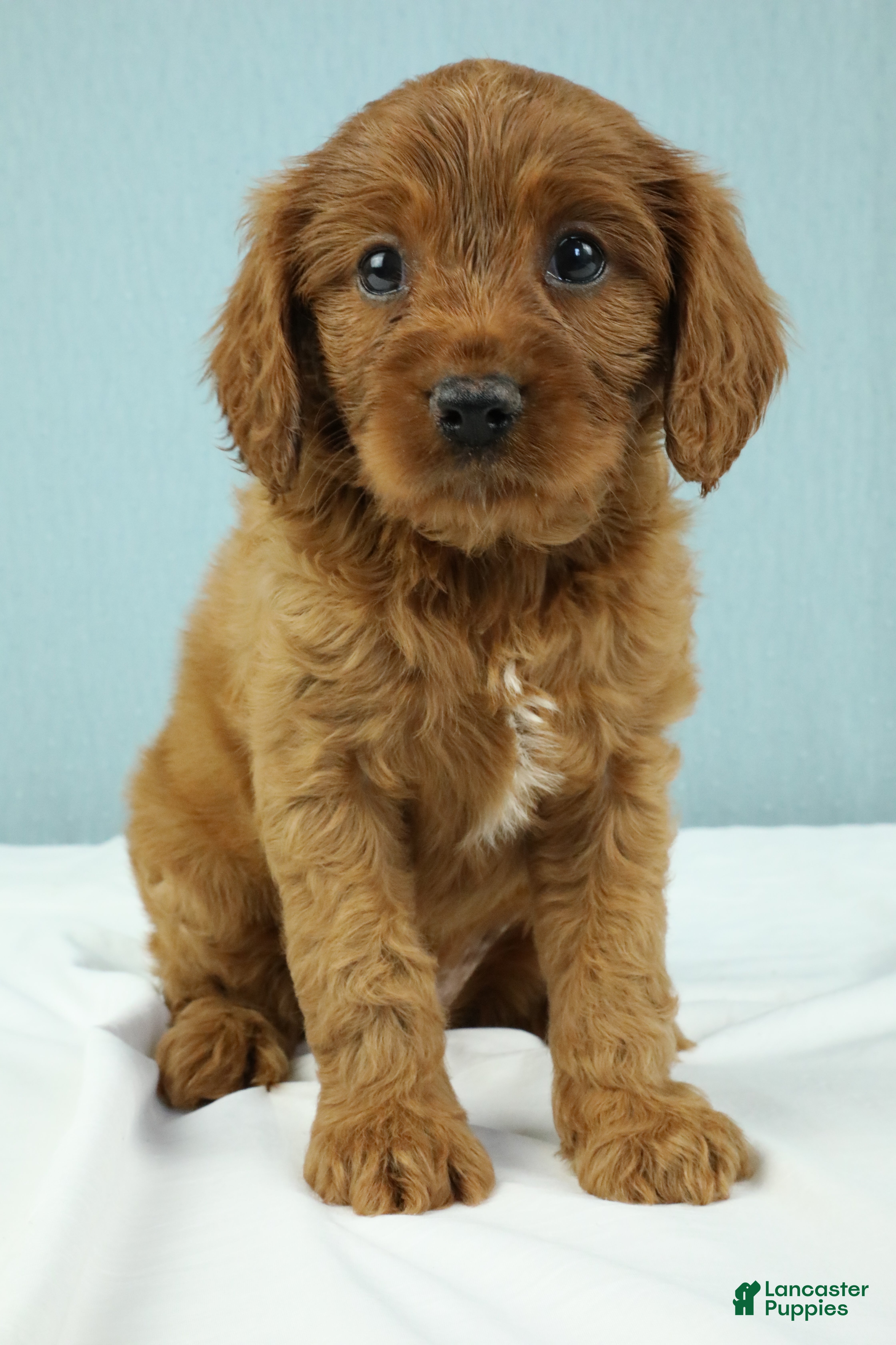 Cavapoo dogs Reese 🍫 - Ad 1