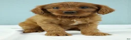 Cavapoo dogs for sale: Reese 🍫 - Ad 1