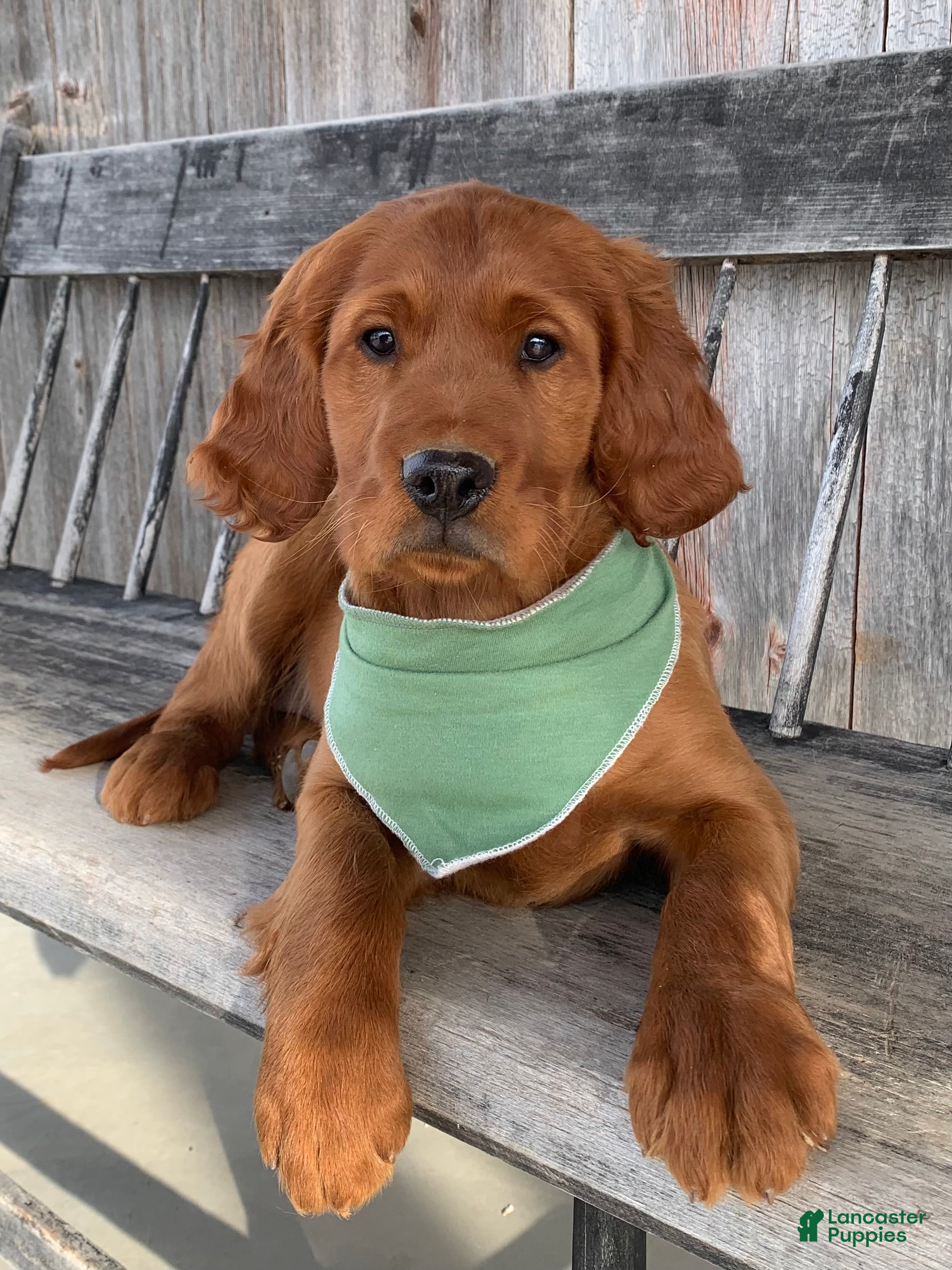 Irish Setter dogs Murphy - Ad 7