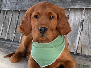 Irish Setter dogs Murphy - Ad 3