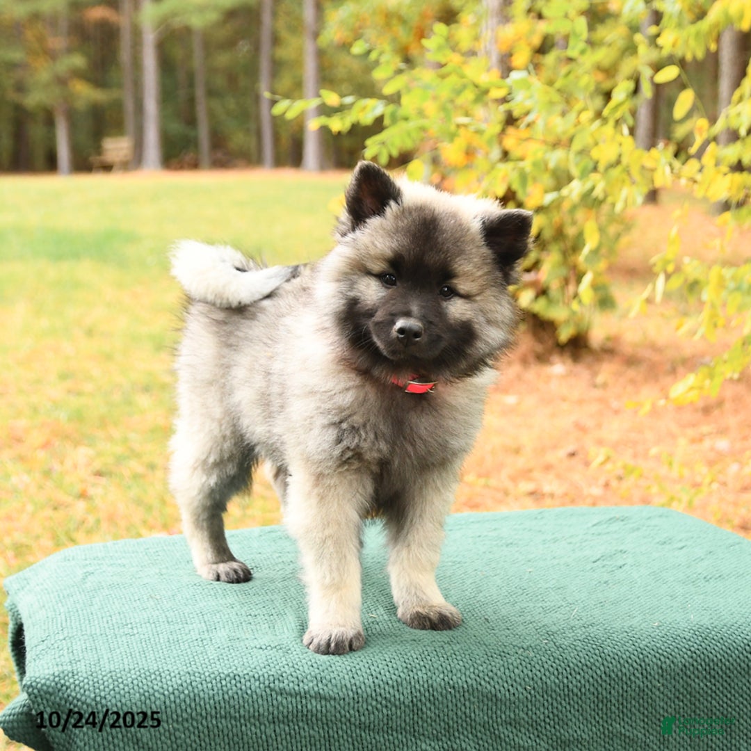 Keeshond dogs for sale: Nikki - Ad 4