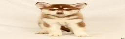 Gerberian Shepsky dogs for sale: Theo - Ad 5