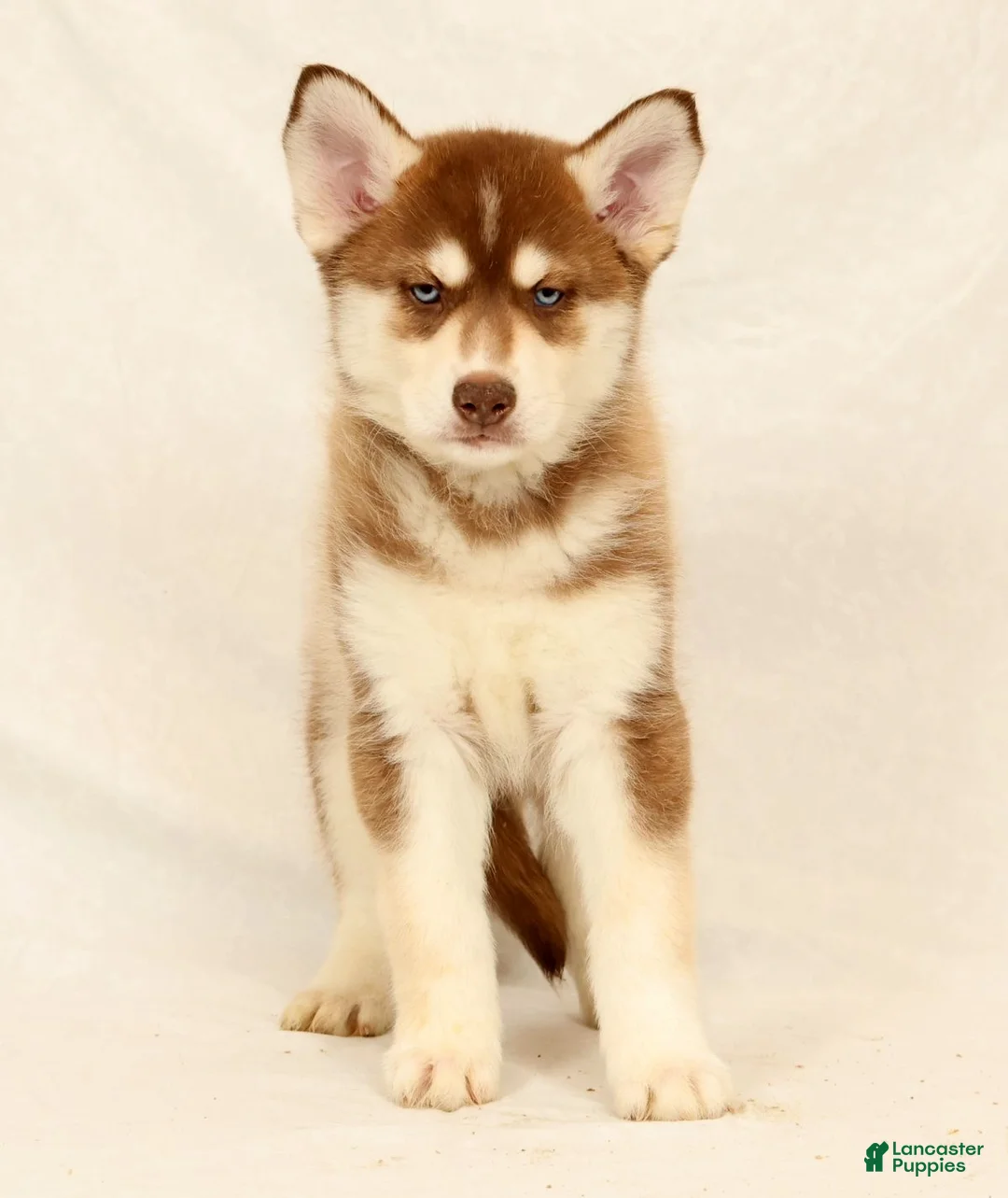 Gerberian Shepsky dogs for sale: Theo - Ad 5