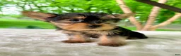 Yorkshire Terrier dogs for sale: Lainey - Ad 3