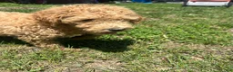 Goldendoodle dogs for sale: Mango - Ad 3