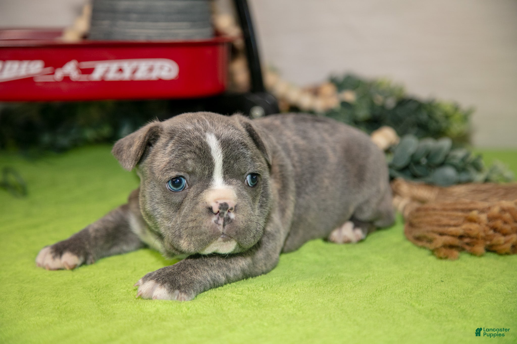 Frenchton dogs Vincent - Ad 1