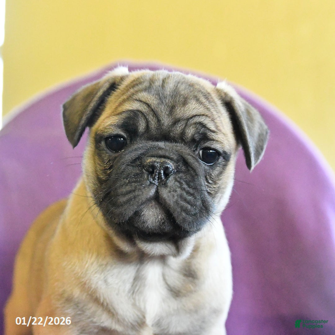 Frug dogs for sale: Texas - Ad 2