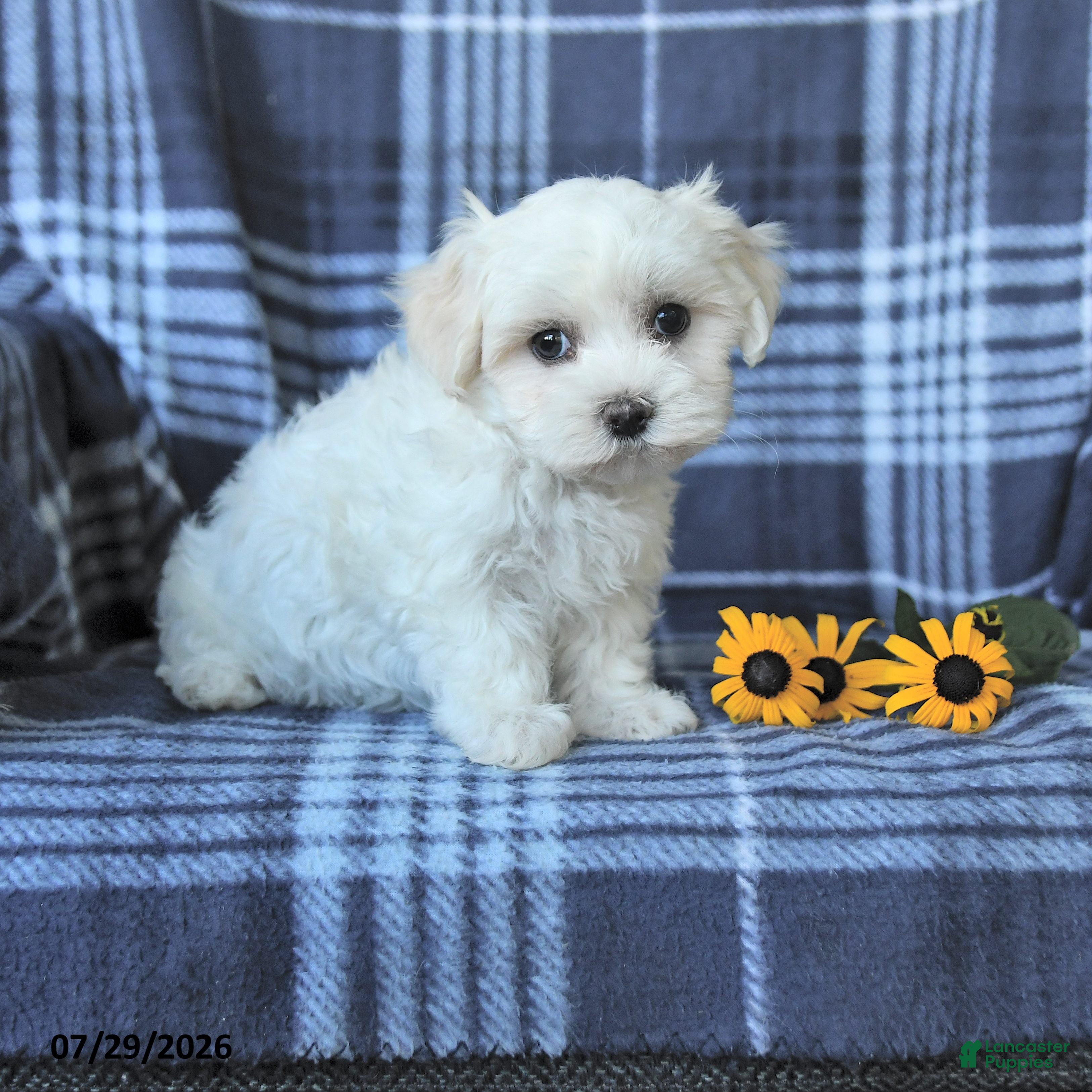 Maltese dogs Dora - Ad 1