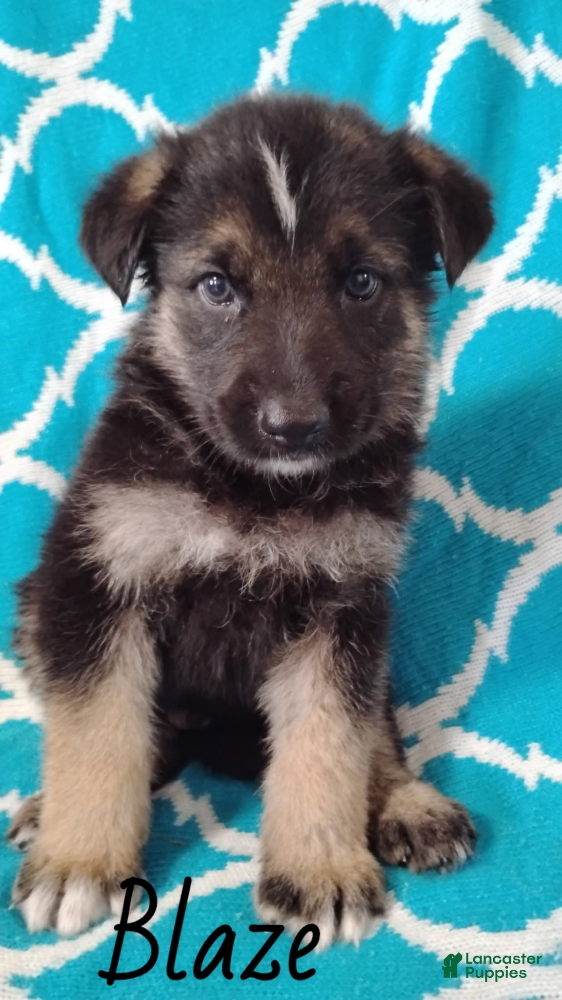 German Shepherd dogs Blaze - Ad 35