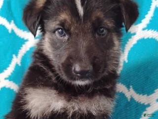 German Shepherd dogs Blaze - Ad 39