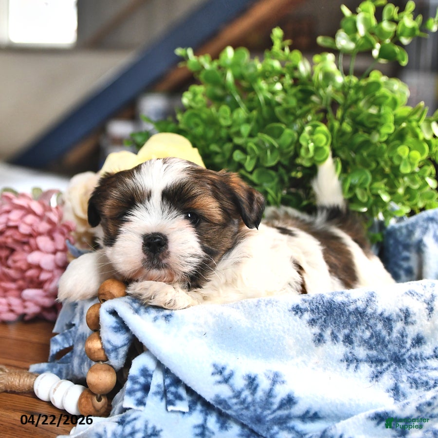 Shorkie dogs Jolita - Ad 2