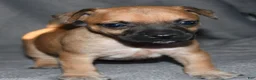 Rat Terrier dogs for sale: Wonton - Ad 7