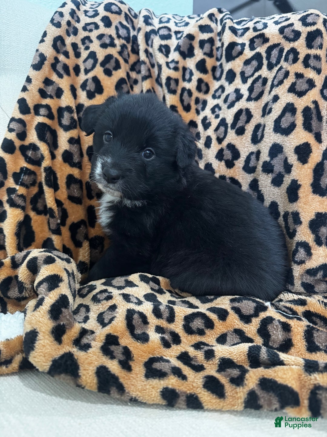 Australian Shepherd dogs for sale: Australian Shepherd Puppy 3 - Ad 3