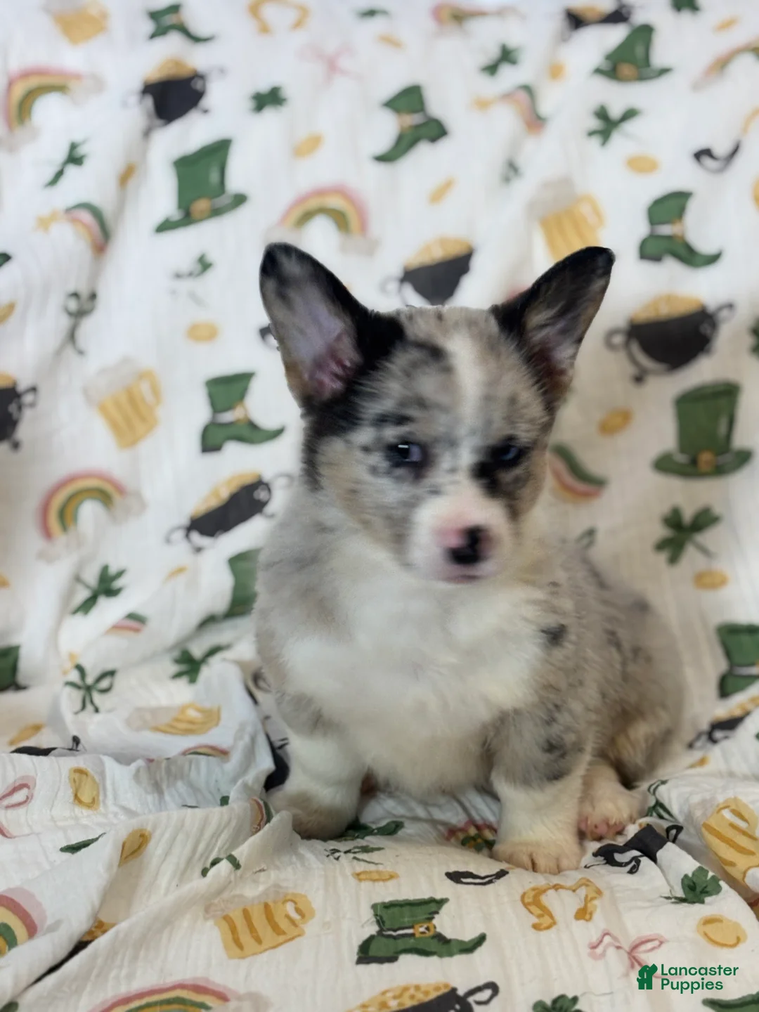 Mixed Breed dogs for sale: Flora - Ad 1