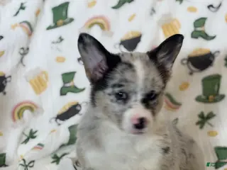 Mixed Breed dogs Flora - Ad 11