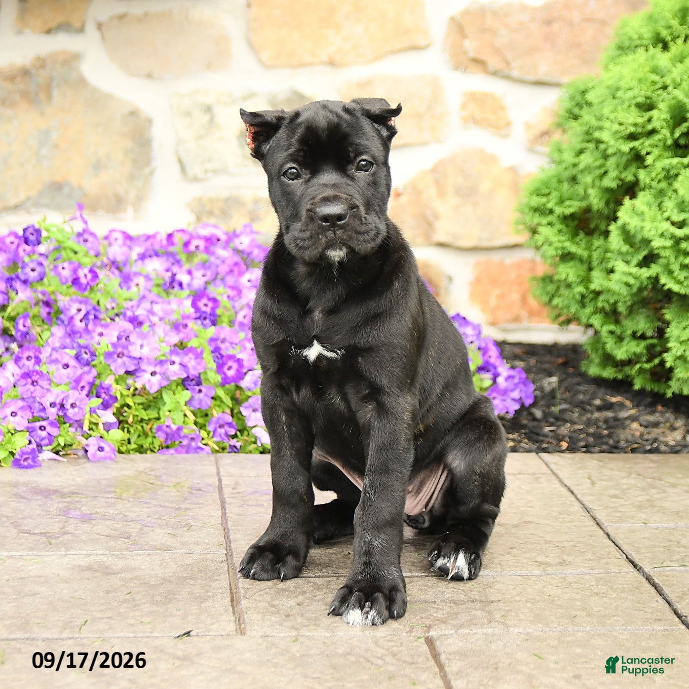 Cane Corso dogs Camilla - Ad 1