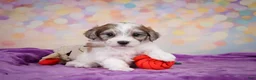 Maltipoo dogs for sale: Tessa - Ad 8