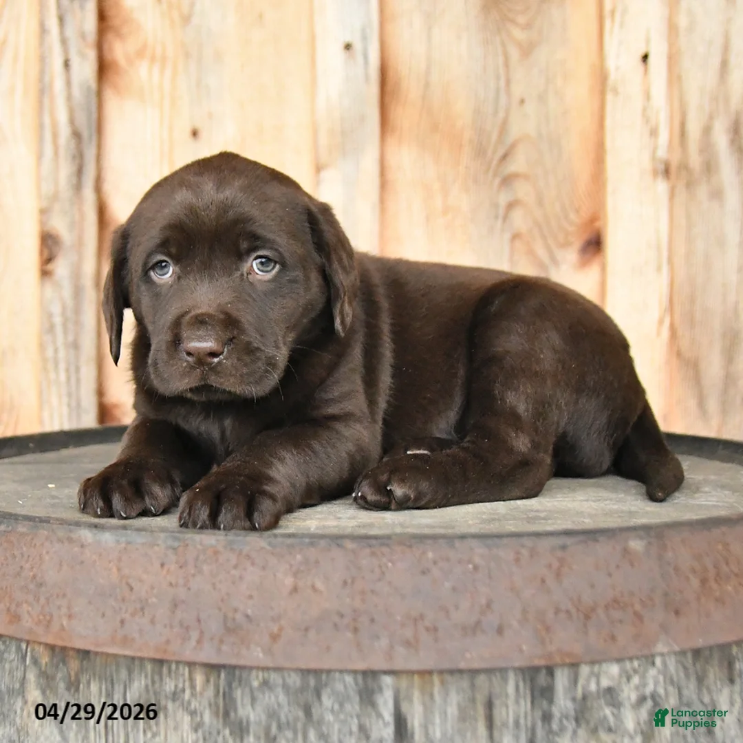 Labrador Retriever dogs for sale: Emma - Ad 3