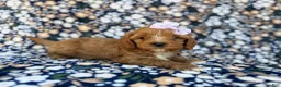 Cavapoo dogs for sale: Nessa - Ad 4