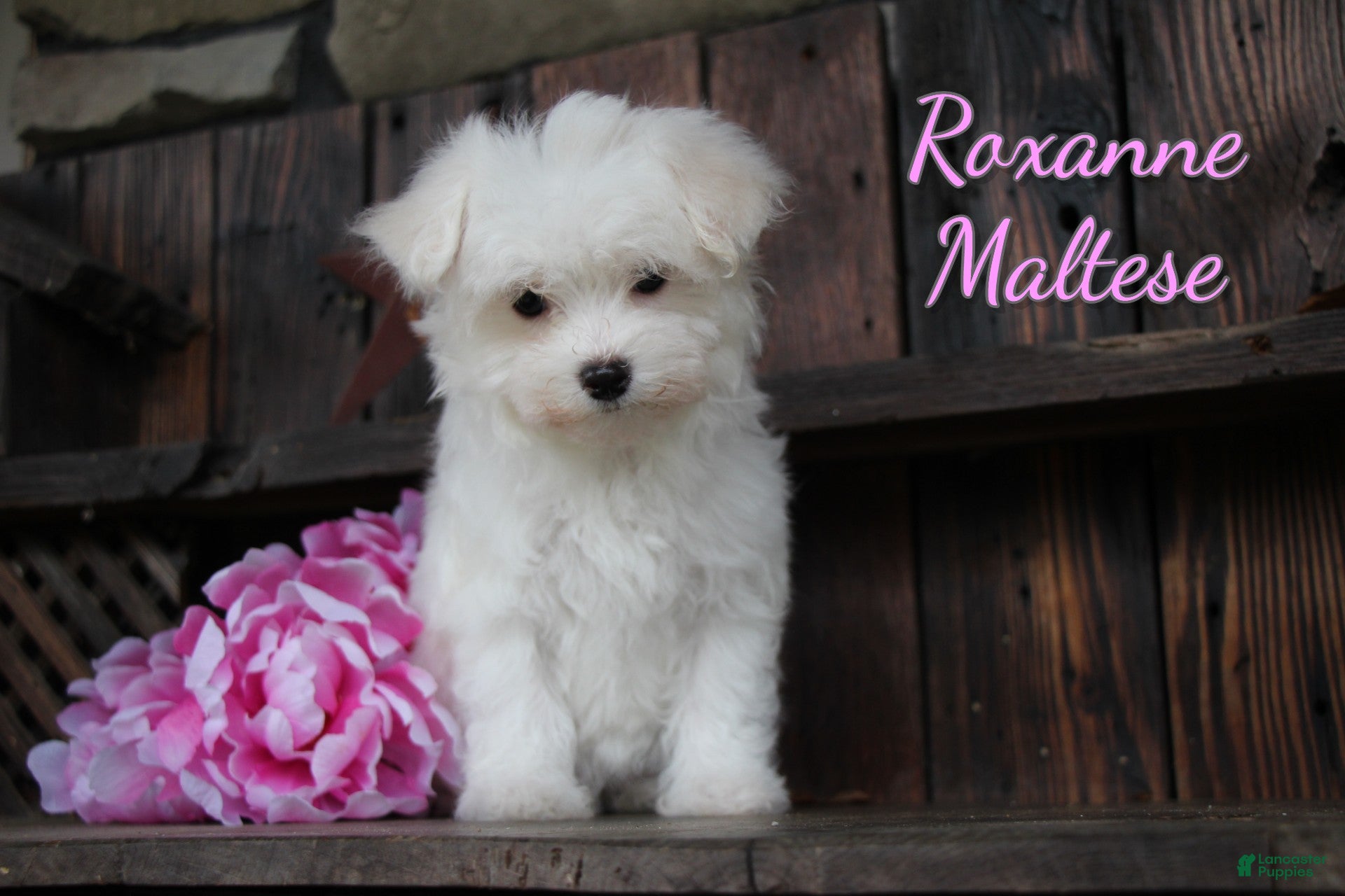 Maltese dogs Roxanne - Ad 18