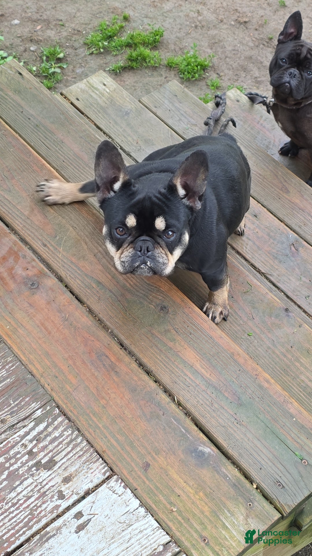 French Bulldog dogs for sale: French Bulldog Puppy 2 - Ad 4