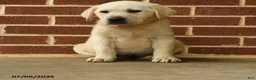 Labrador Retriever dogs for sale: Bubbles - Ad 5