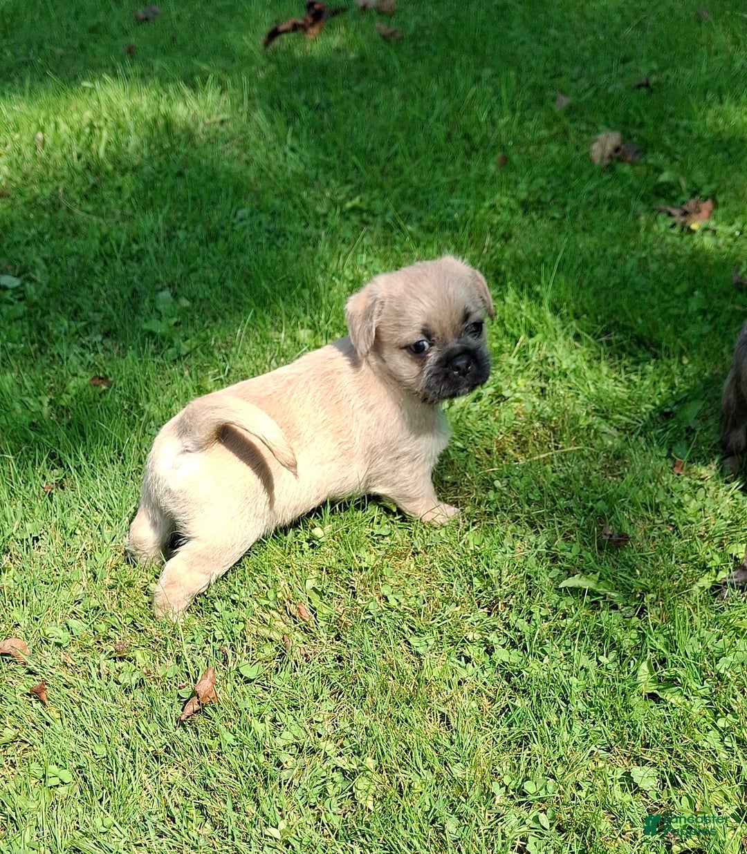 Dog Breeds French Bulldog Shih Tzu Mix Puppies For Sale Dog Breed