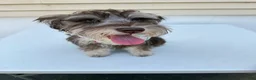 Miniature Schnauzer dogs for sale: Miniature Schnauzer Puppy 1 - Ad 4