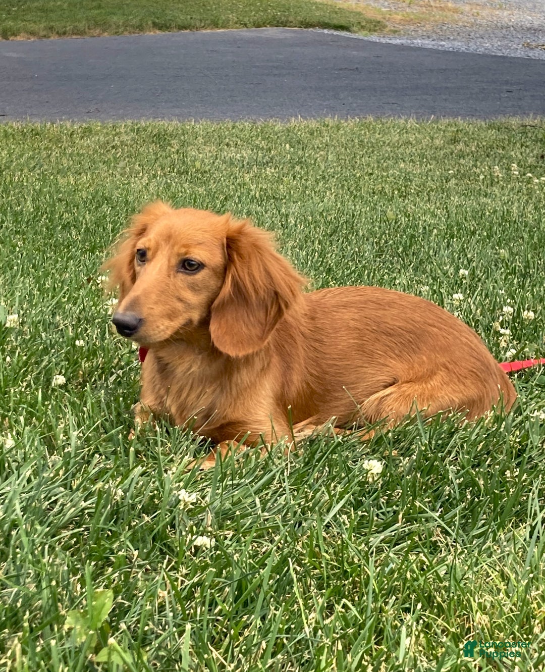 Dachshund dogs for sale: Sasha - Genetic Tested Parents - Ad 22